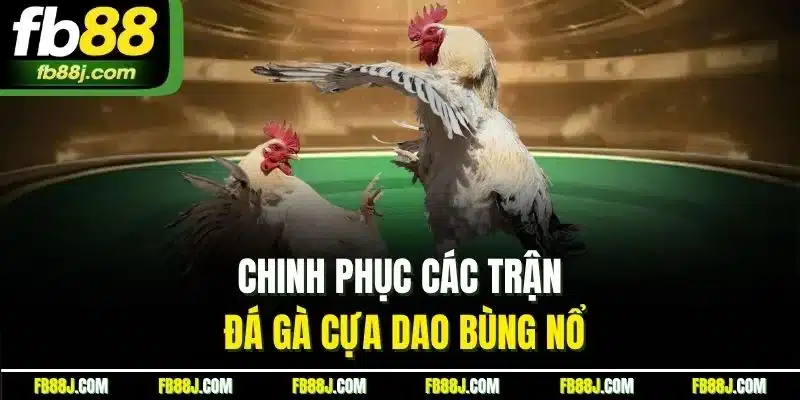 Đá Gà FB88 | Chinh Phục Sảnh Chọi Kê Trực Tiếp Chất Lượng 3 Chinh phục các trận đá gà cựa dao bùng nổ